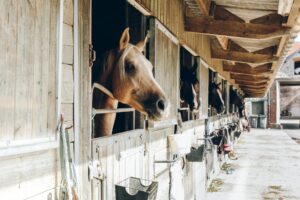 Horses in stable without pvc strip curtains for animals